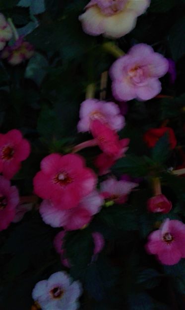  - achimenes 007 iem1985 2020