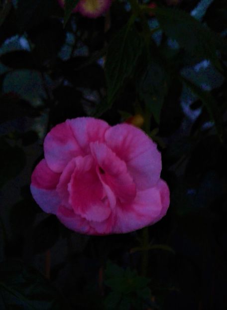  - achimenes 007 iem1985 2020