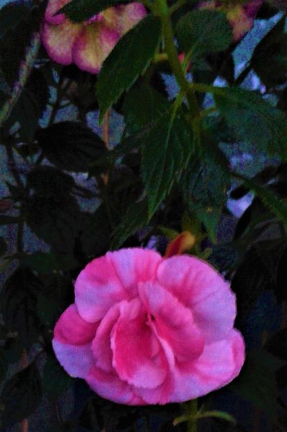  - achimenes 007 iem1985 2020