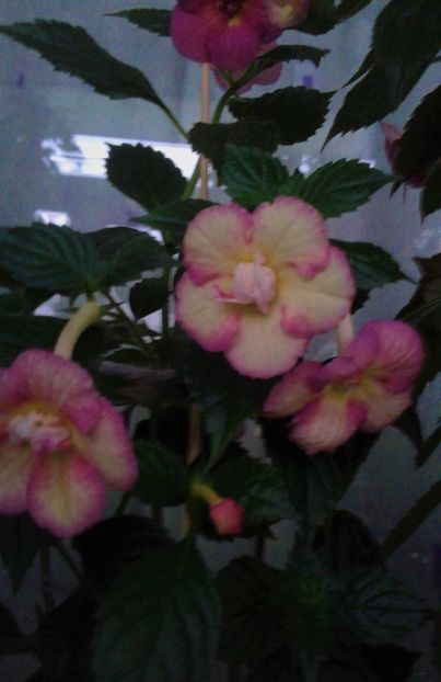  - achimenes 007 iem1985 2020