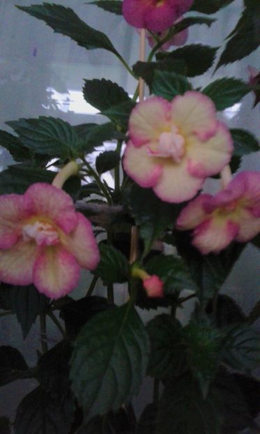  - achimenes 007 iem1985 2020