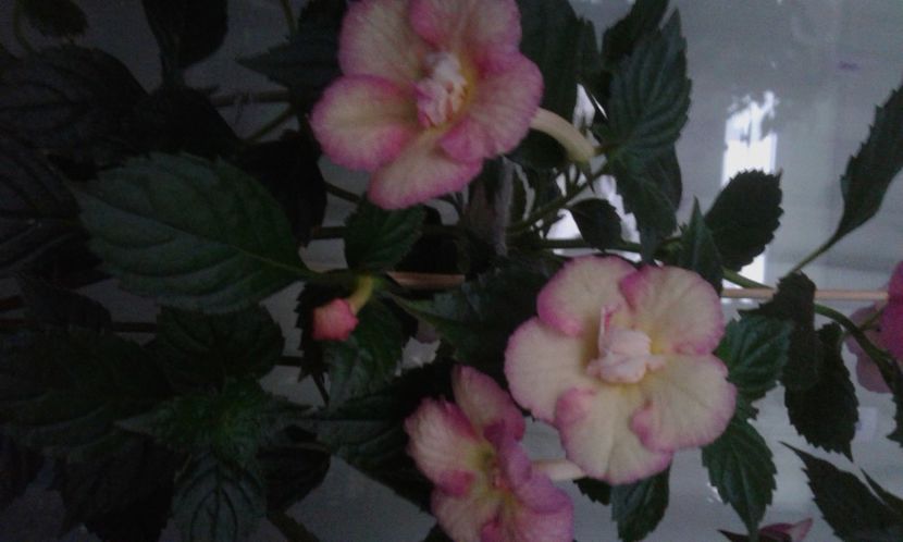  - achimenes 007 iem1985 2020