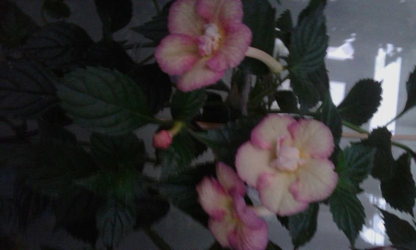  - achimenes 007 iem1985 2020