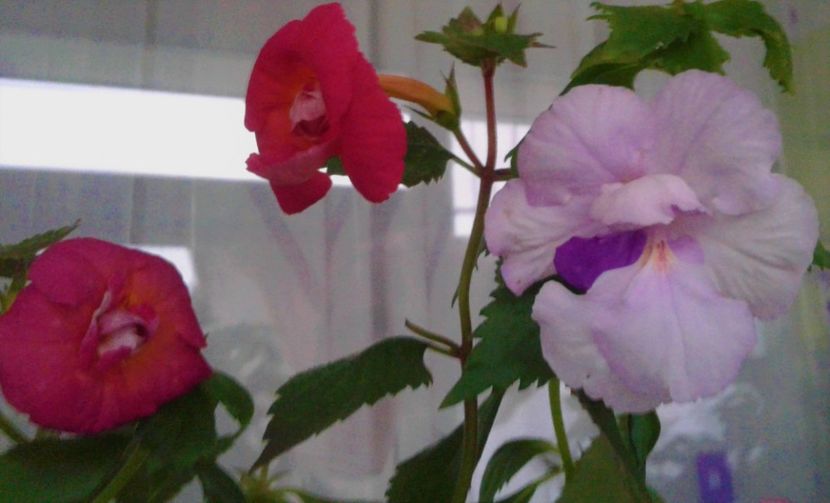  - achimenes 007 iem1985 2020