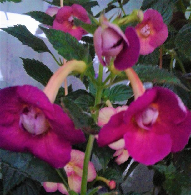  - achimenes 007 iem1985 2020