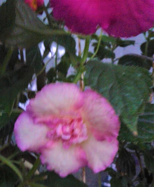  - achimenes 007 iem1985 2020