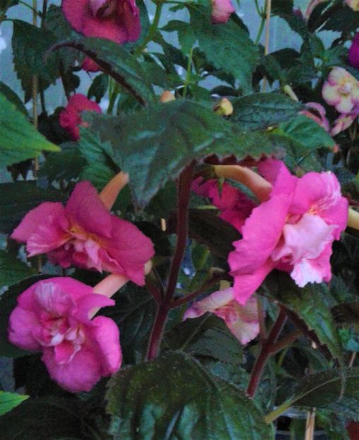  - achimenes 007 iem1985 2020