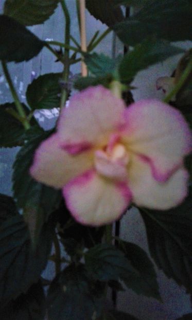  - achimenes 007 iem1985 2020