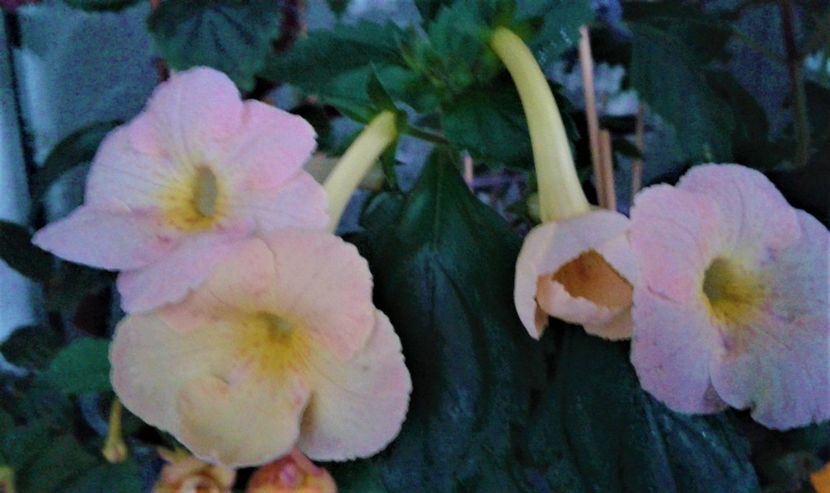  - achimenes 007 iem1985 2020