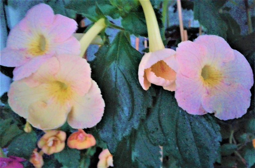  - achimenes 007 iem1985 2020