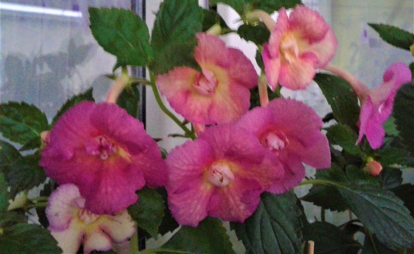  - achimenes 007 iem1985 2020