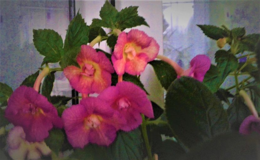  - achimenes 007 iem1985 2020