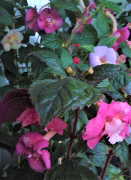  - achimenes 007 iem1985 2020