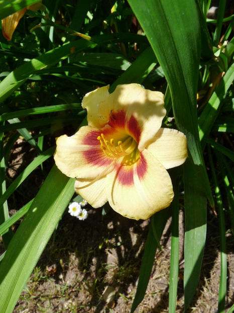  - Hemerocallis