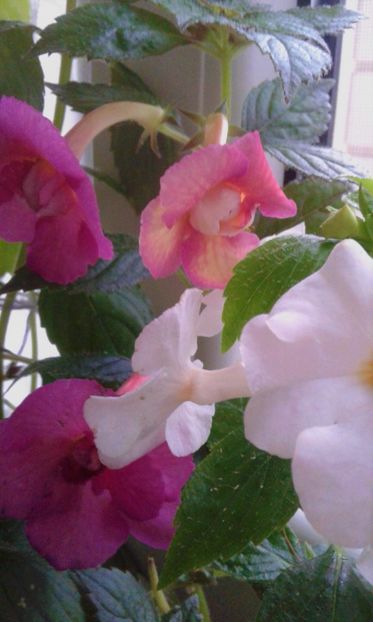  - achimenes 007 iem1985 2020