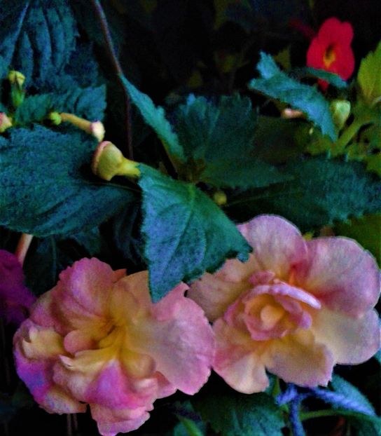  - achimenes 007 iem1985 2020