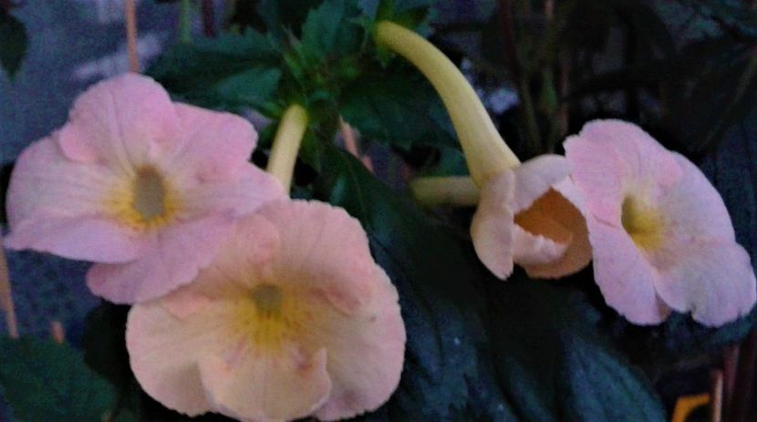  - achimenes 007 iem1985 2020