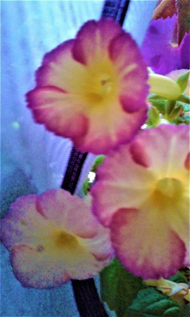  - achimenes 007 iem1985 2020