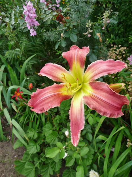  - Hemerocallis