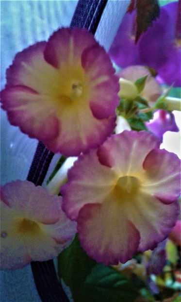  - achimenes 007 iem1985 2020