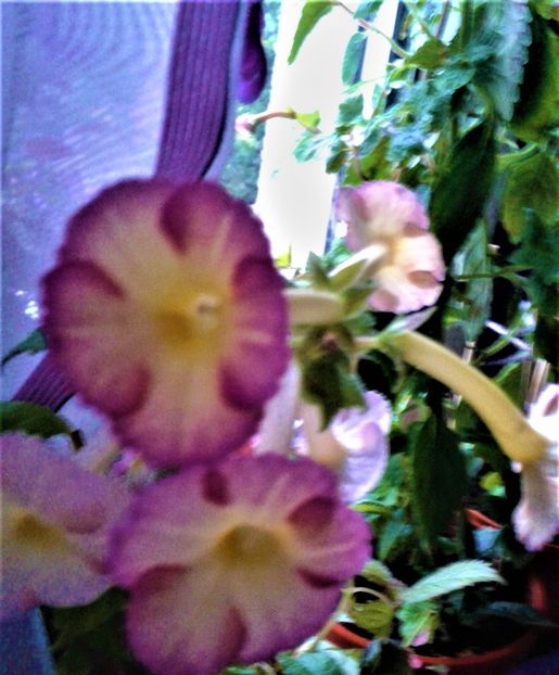  - achimenes 007 iem1985 2020