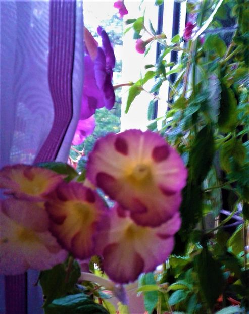  - achimenes 007 iem1985 2020