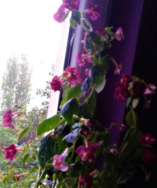  - achimenes 007 iem1985 2020