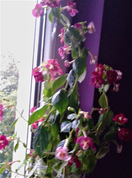  - achimenes 007 iem1985 2020