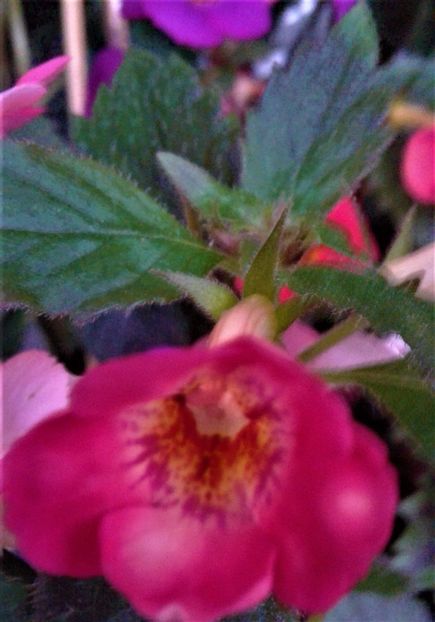  - achimenes 007 iem1985 2020