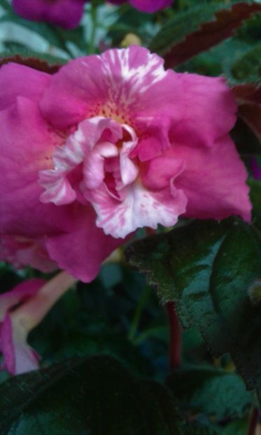  - achimenes 007 iem1985 2020