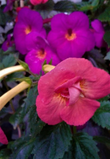  - achimenes 007 iem1985 2020