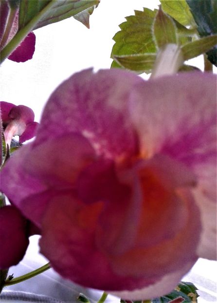  - achimenes 007 iem1985 2020