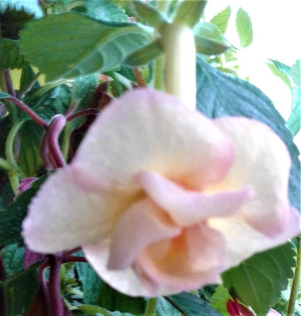  - achimenes 007 iem1985 2020