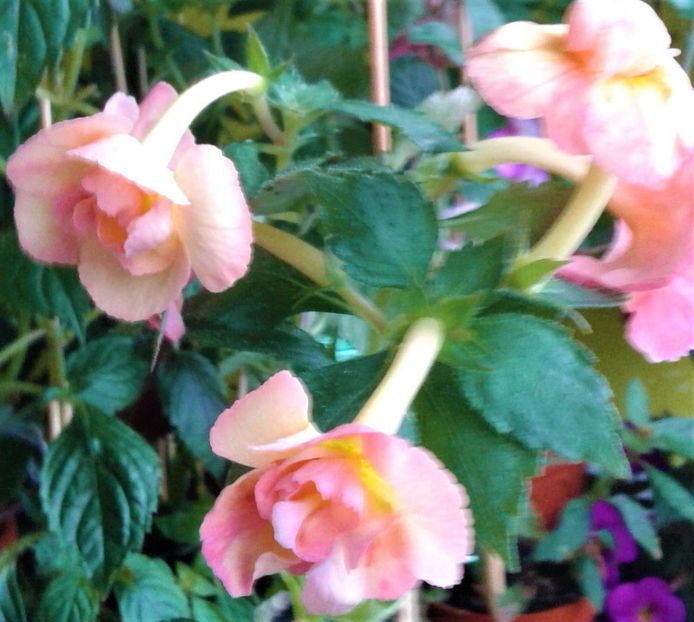  - achimenes 007 iem1985 2020