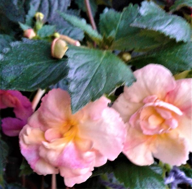  - achimenes 007 iem1985 2020