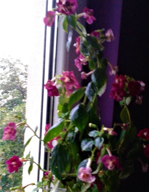  - achimenes 007 iem1985 2020