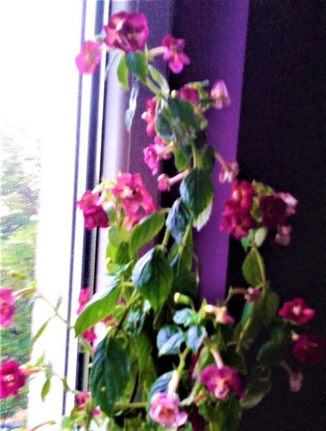  - achimenes 007 iem1985 2020