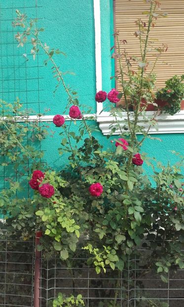 03 09 2020 - Munstead Wood