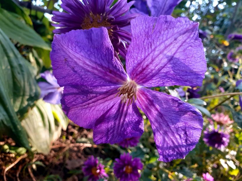  - Clematite 2015-prezent