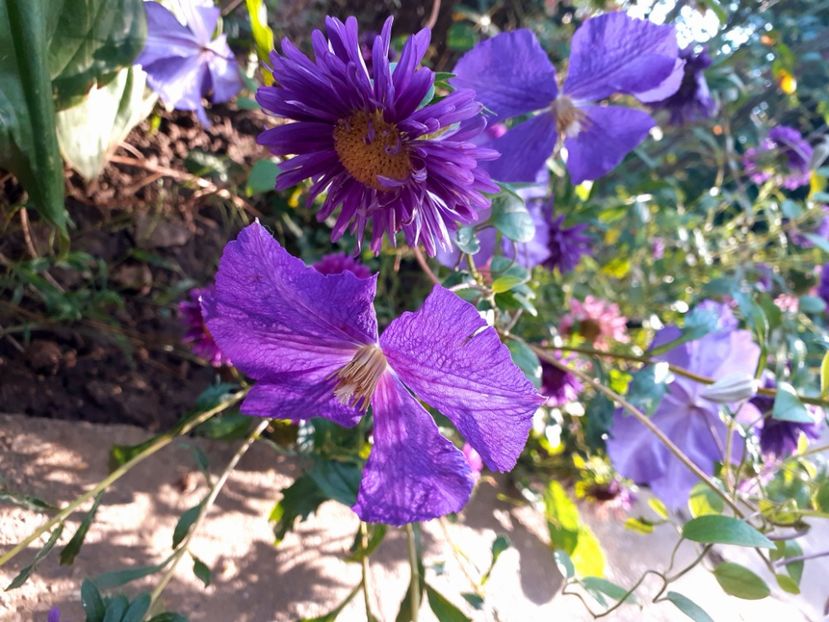  - Clematite 2015-prezent