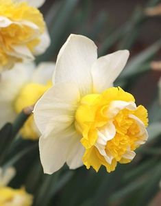narcissus Wave - 2020 xxx NARCISE Colectia