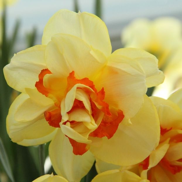 narcissus Tahiti - 2020 xxx NARCISE Colectia