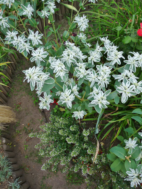  - 2020 - 03 - Toamna