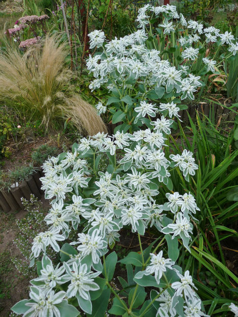  - 2020 - 03 - Toamna