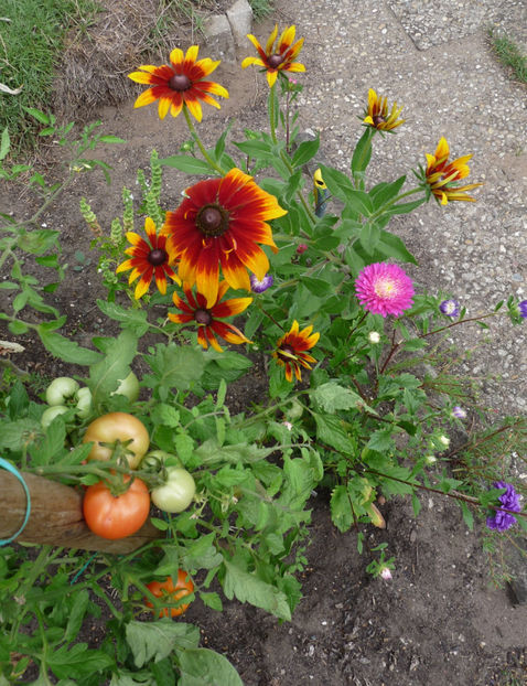  - 2020 - 03 - Toamna