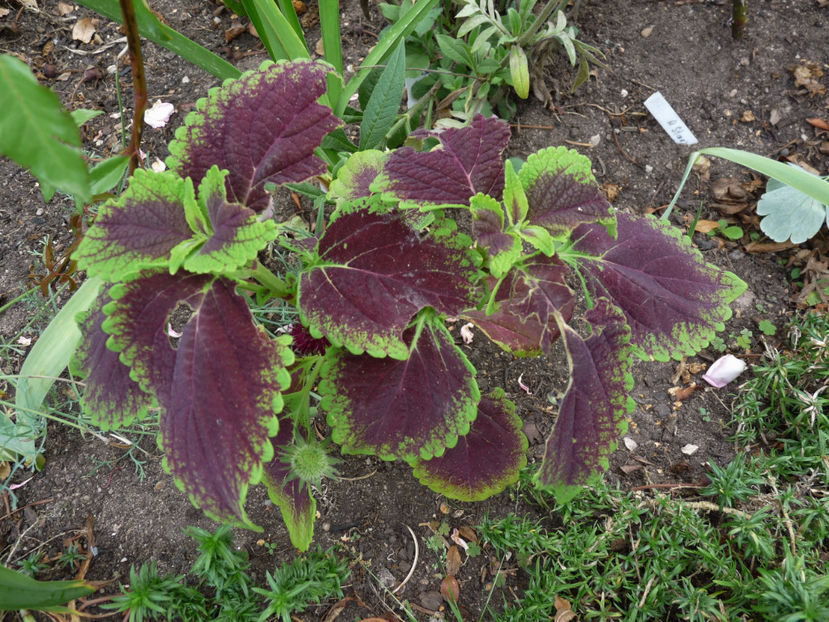  - 2020 - 03 - Toamna