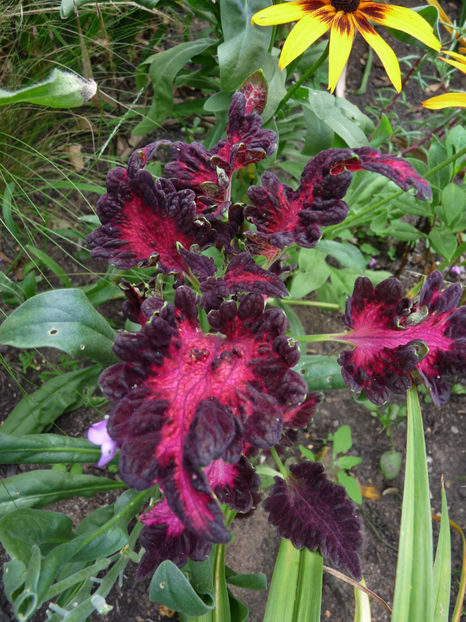  - 2020 - 03 - Toamna