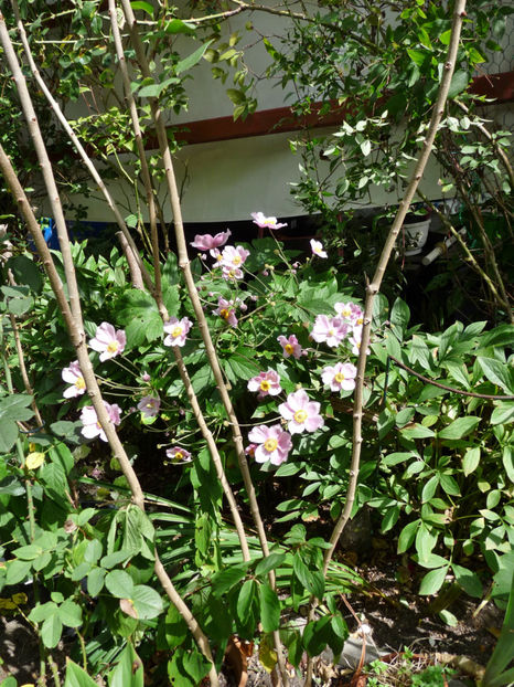  - 2020 - 03 - Toamna