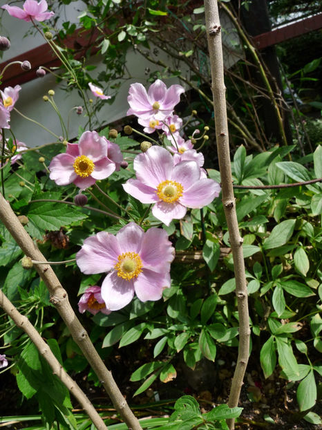  - 2020 - 03 - Toamna