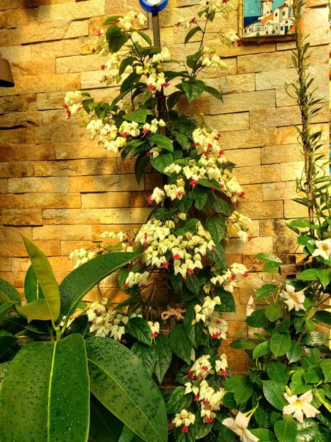  - Clerodendron thomsoniae evolutie 2020